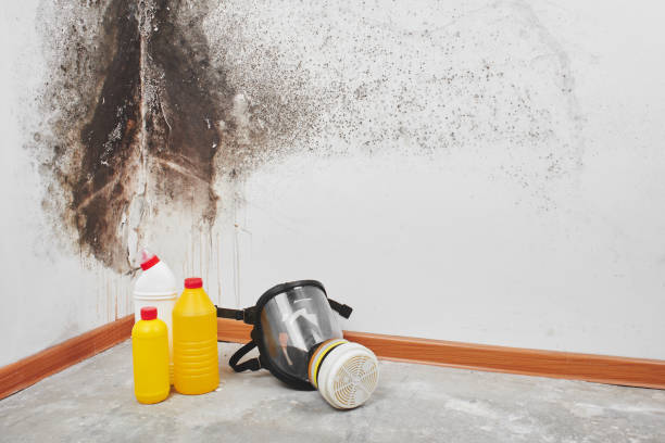 Best Attic Mold Removal  in Penitas, TX