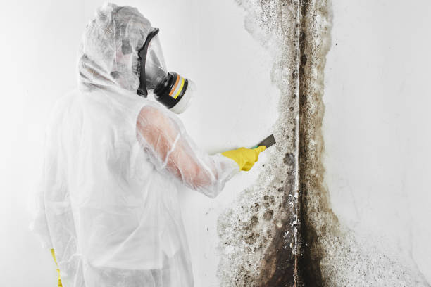 Best Crawl Space Mold Removal  in Penitas, TX