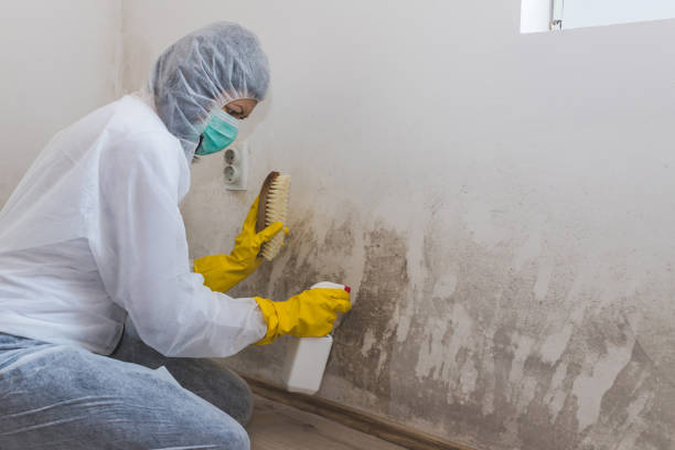 Best Local Mold Removal Service  in Penitas, TX