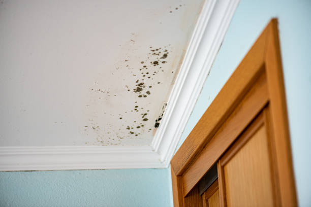 Best Mold Damage Repair  in Penitas, TX