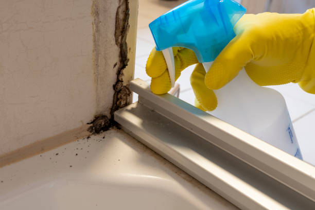 Best Emergency Mold Removal  in Penitas, TX