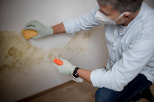 Best Home Mold Removal  in Penitas, TX