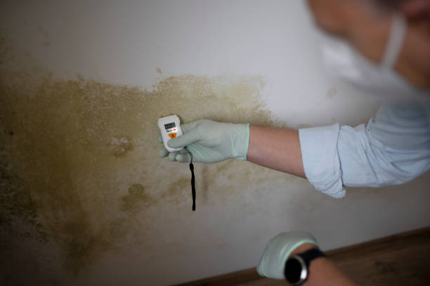 Best Home Mold Removal  in Penitas, TX