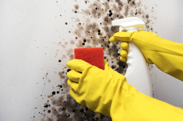 Best Commercial Mold Removal  in Penitas, TX