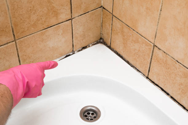 Mold Removal Process in Penitas, TX